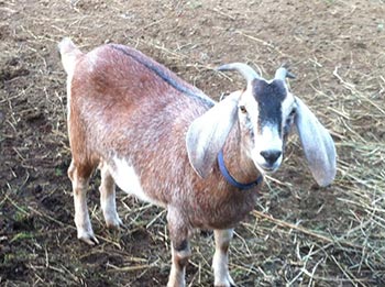 Ariella's goat